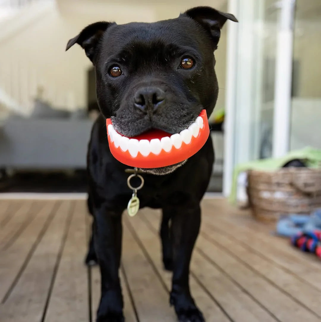 Happy Staffy Chatter Chompers