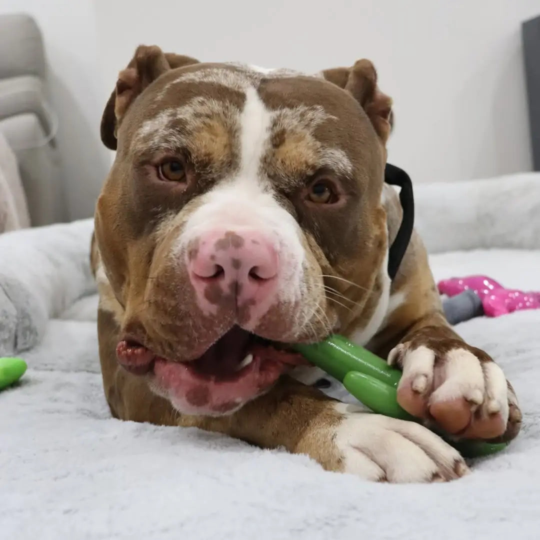Happy Staffy Cactus Cowboy
