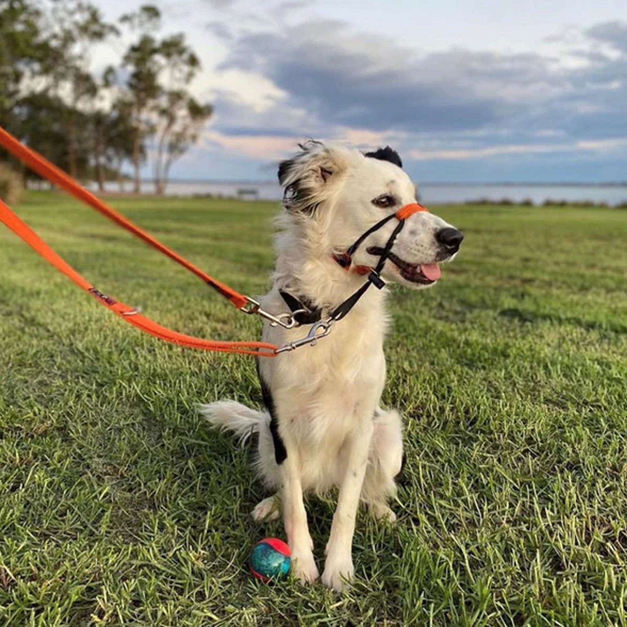 Black Dog Wear Double Ended Lead