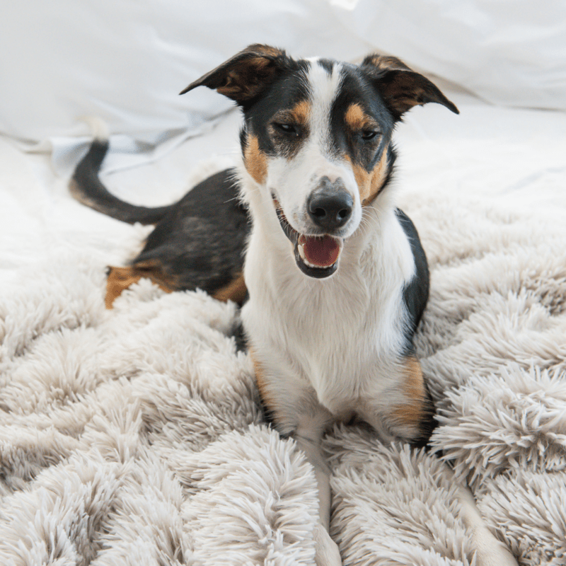 Calming Pet Blanket Water Resistant