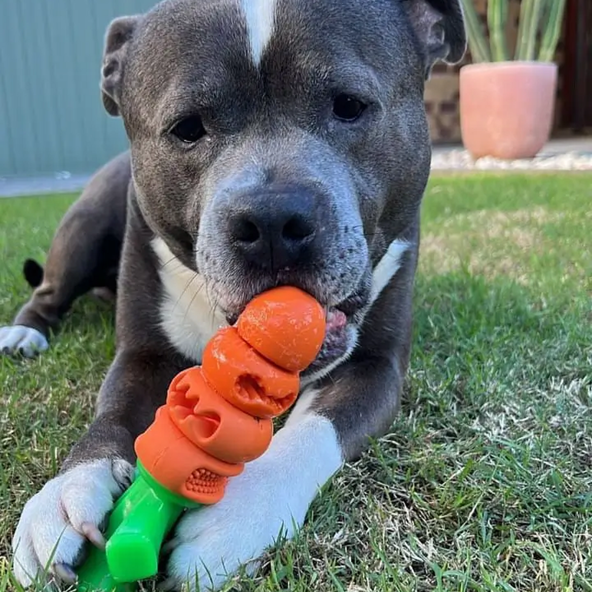 Happy Staffy Chomp Carrot