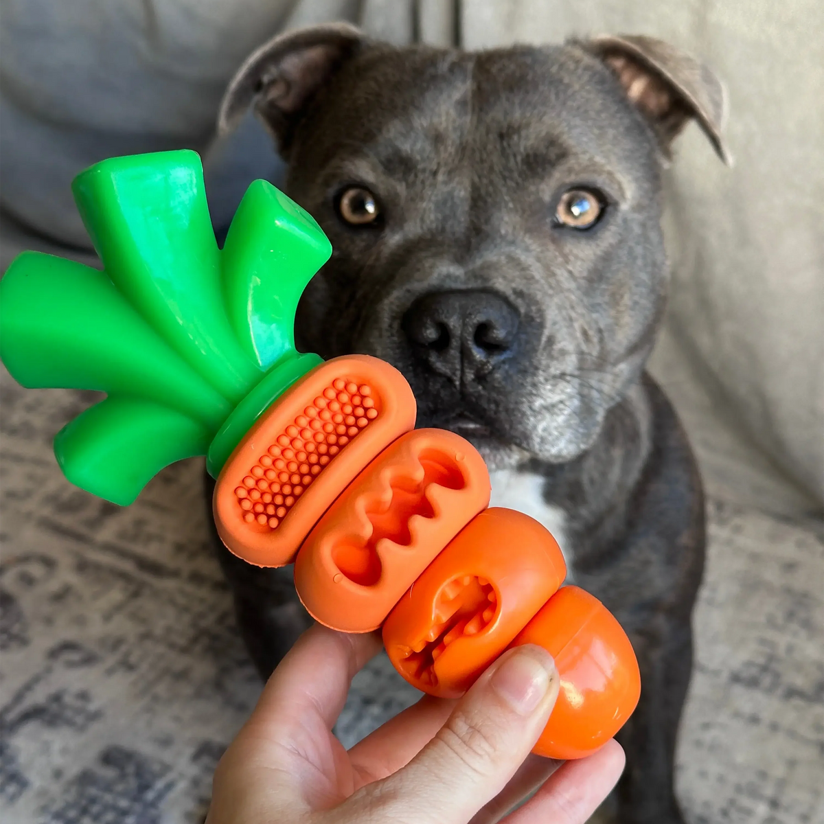 Happy Staffy Chomp Carrot