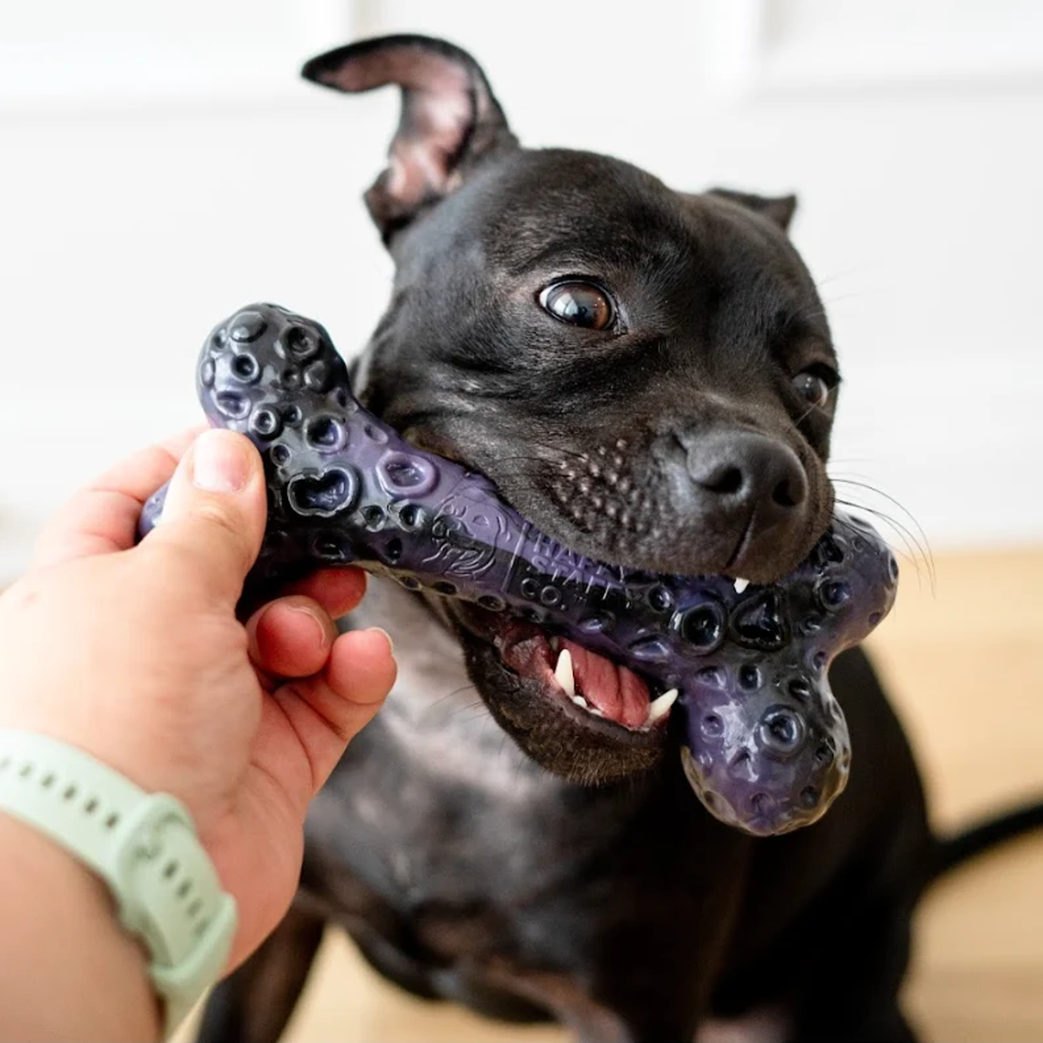 Happy Staffy Crater Bone