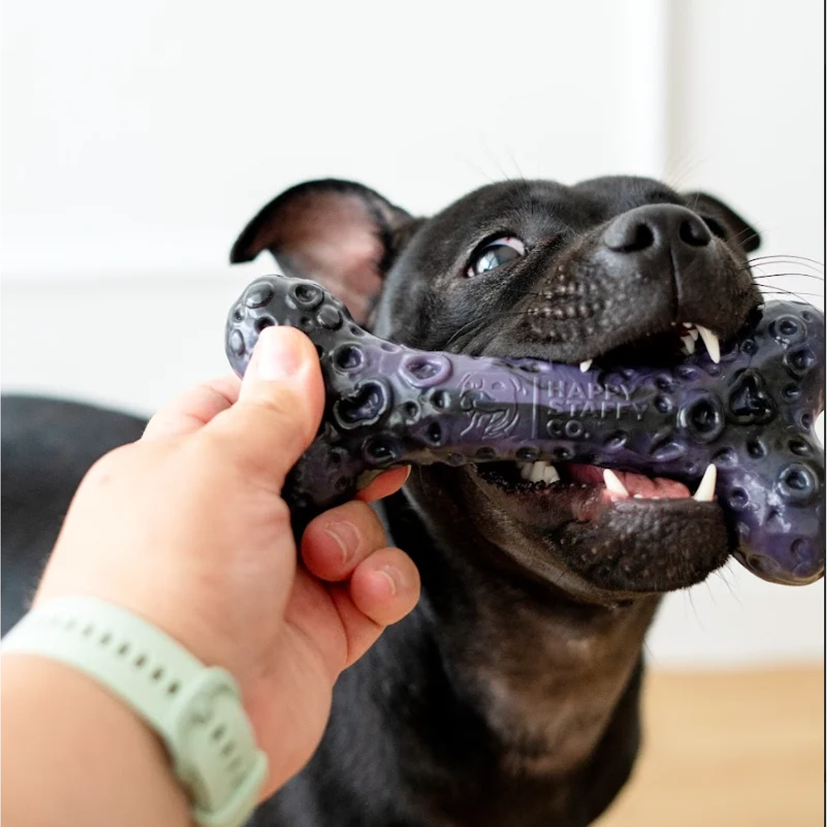 Happy Staffy Crater Bone