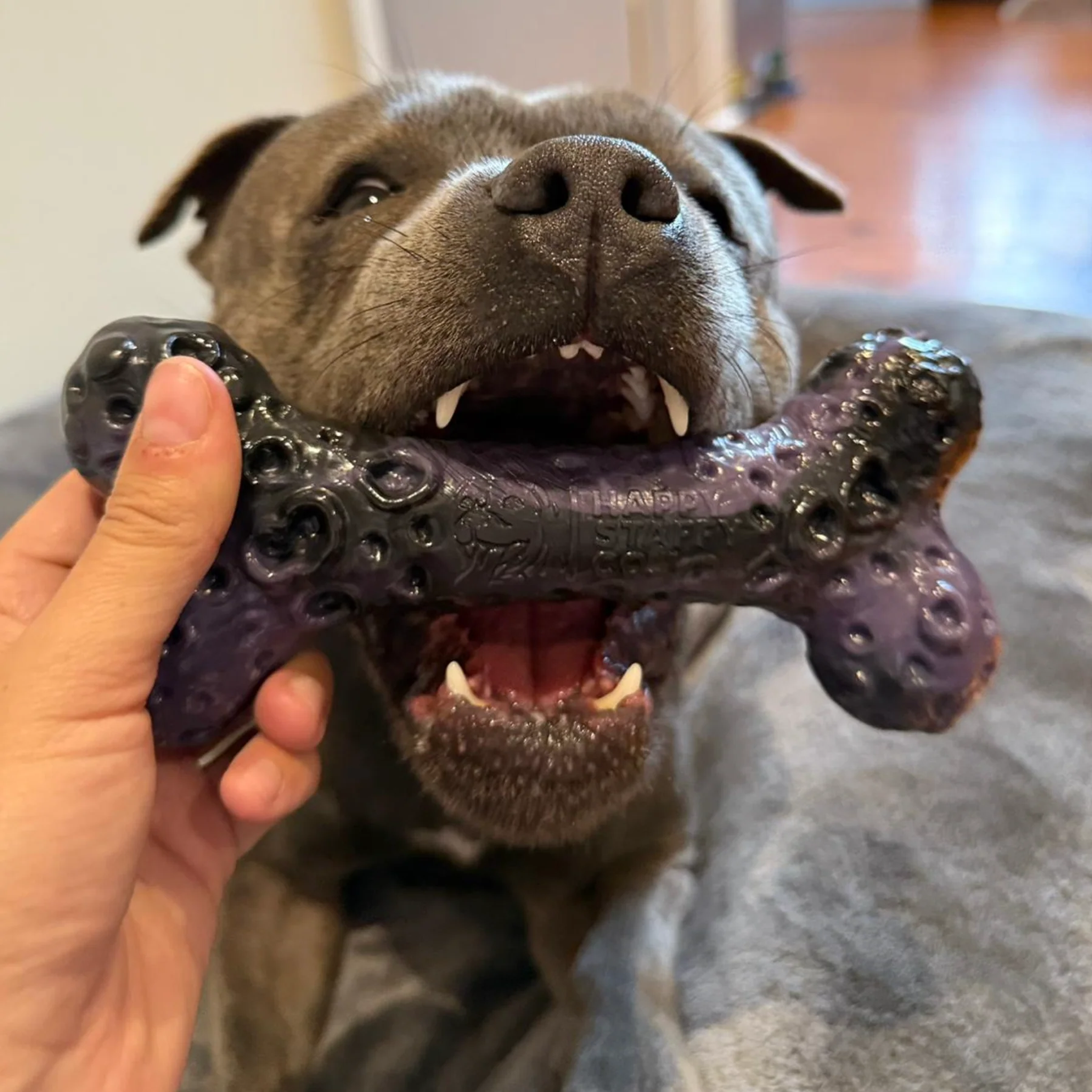 Happy Staffy Crater Bone