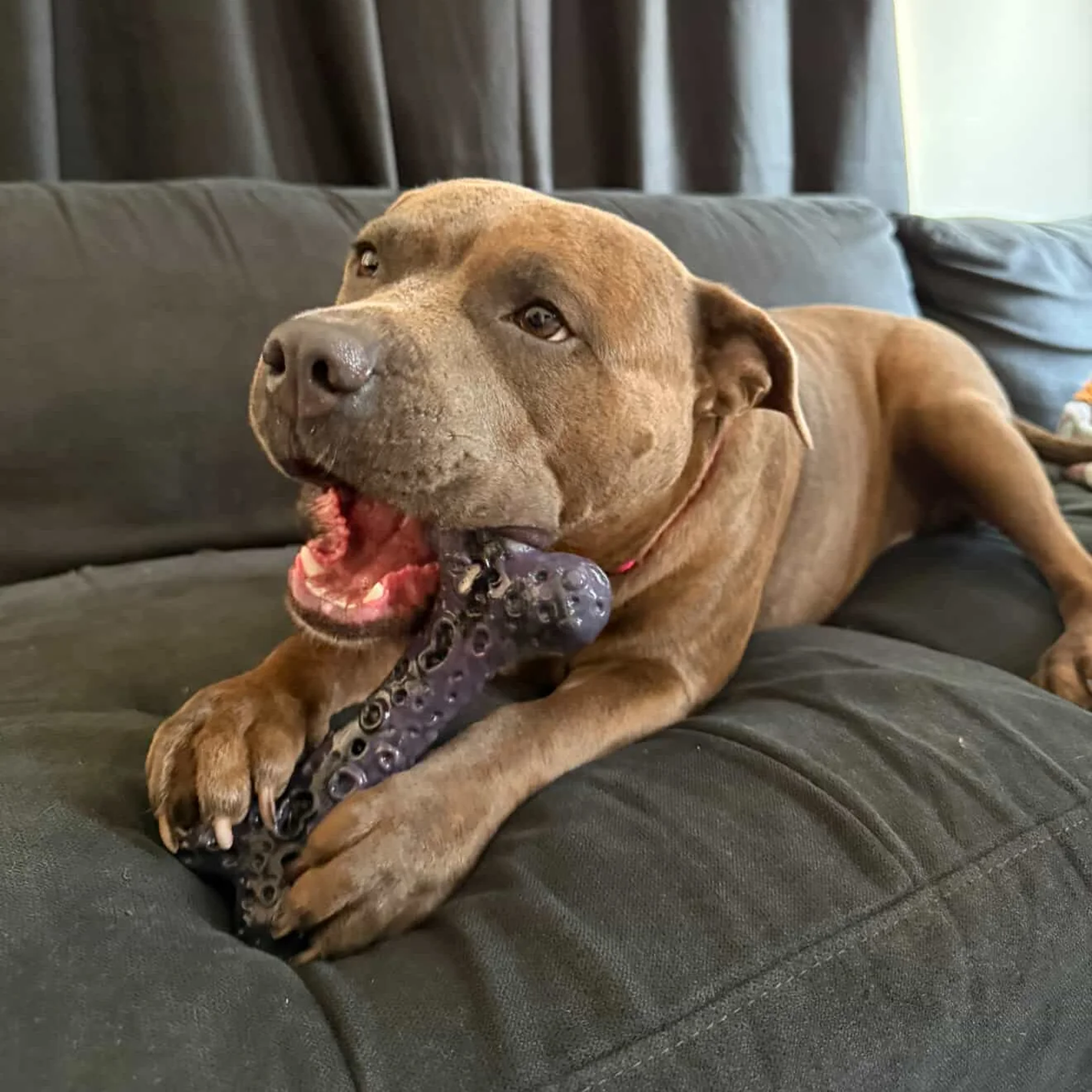 Happy Staffy Crater Bone