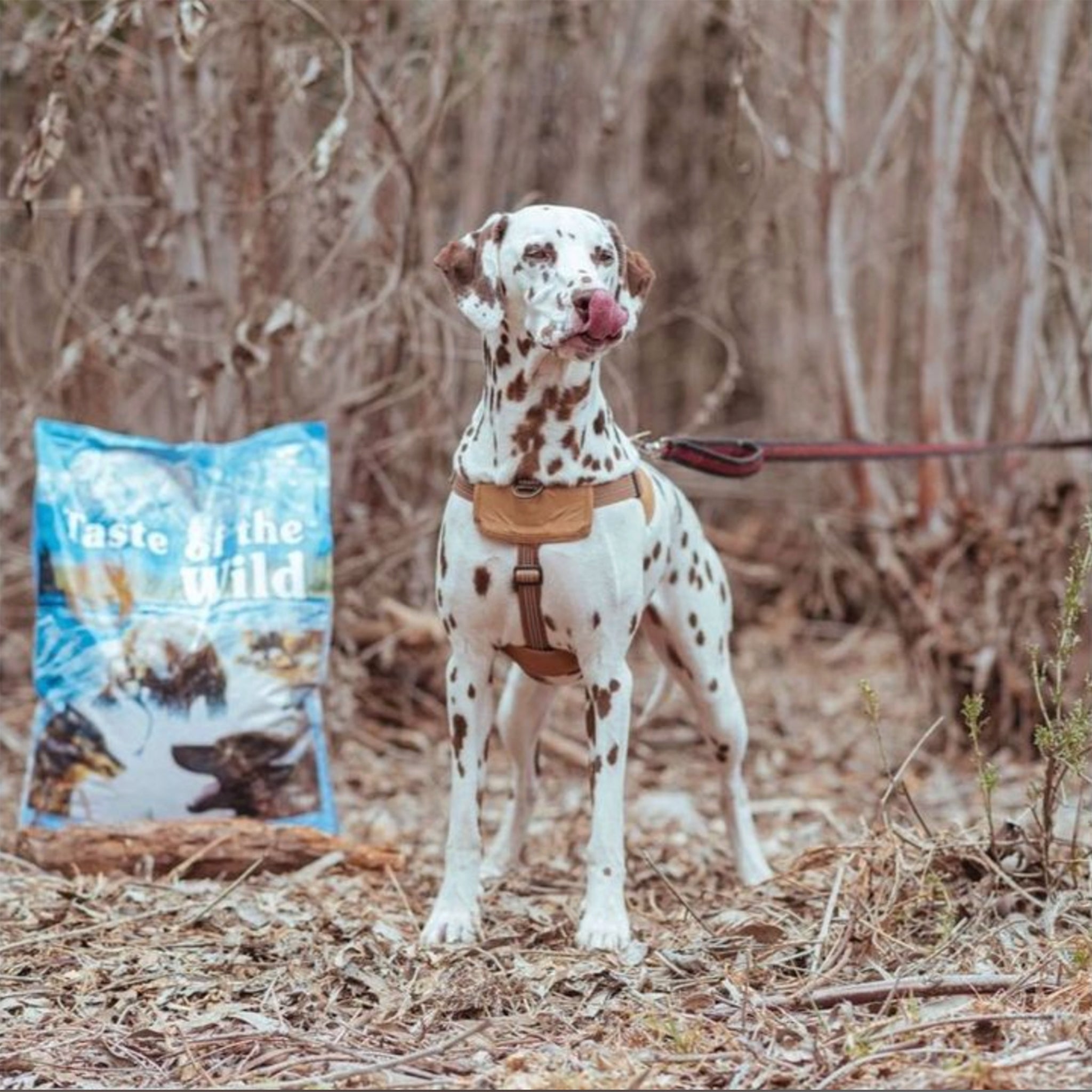 Taste Of The Wild Adult Dry Dog Food Pacific Stream