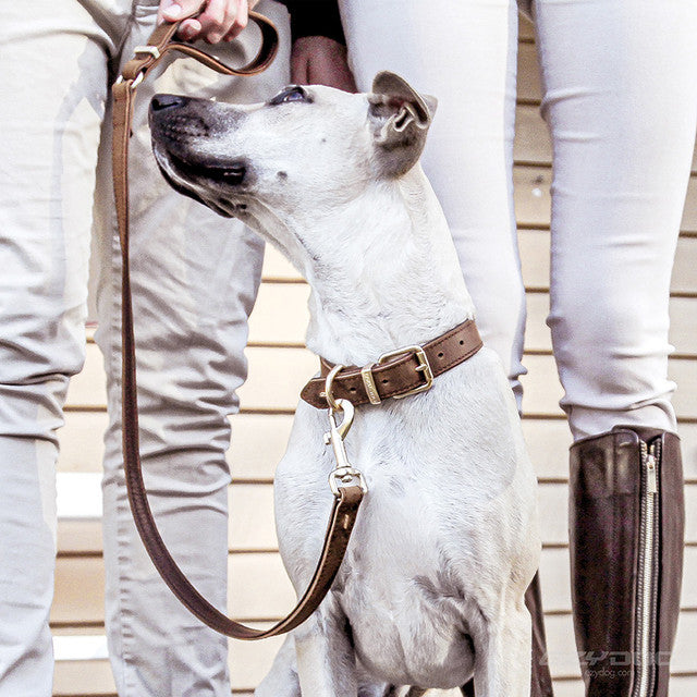 EzyDog Oxford Leather Dog Collar