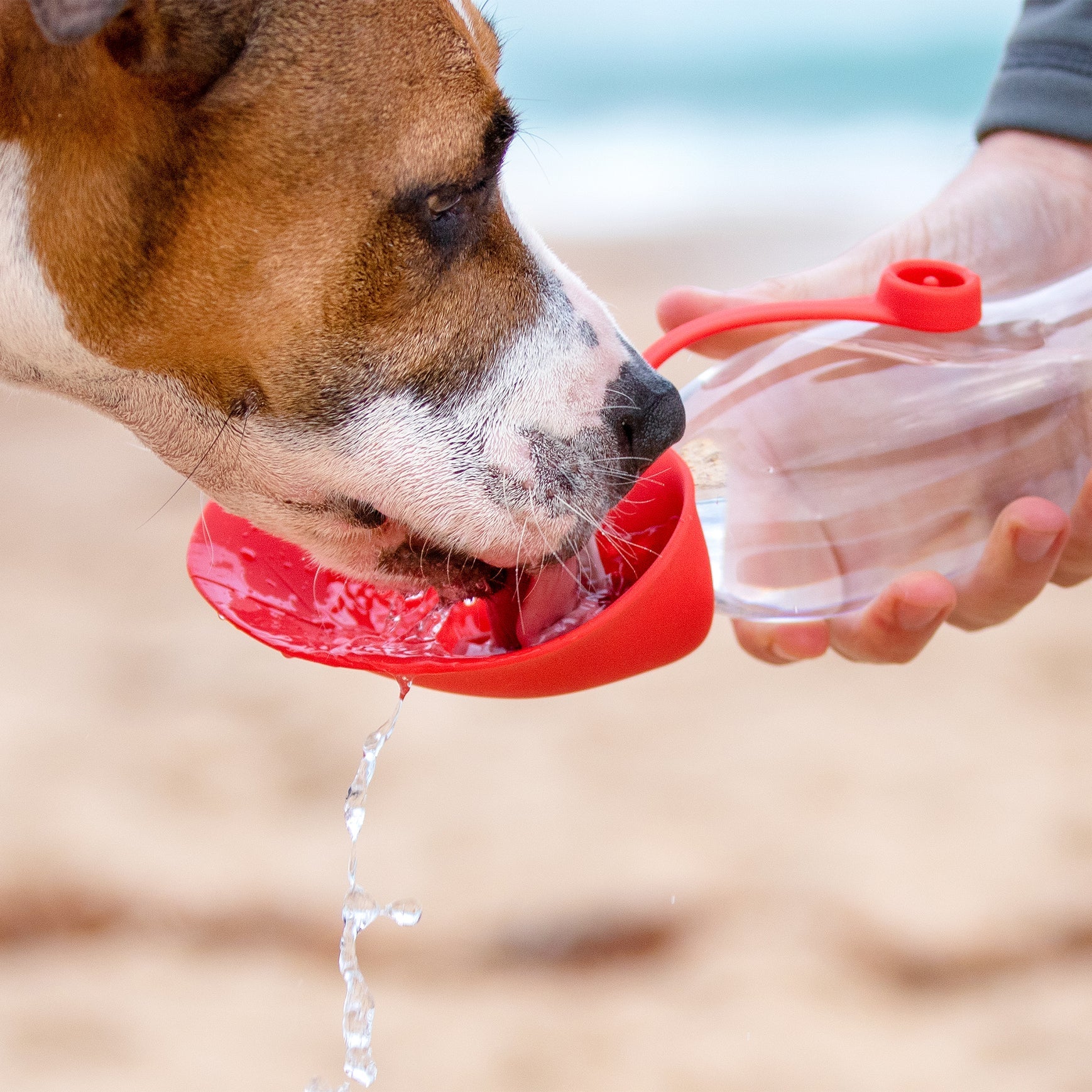 EzyDog Leaf Dog Water Bottle 600ml - Red