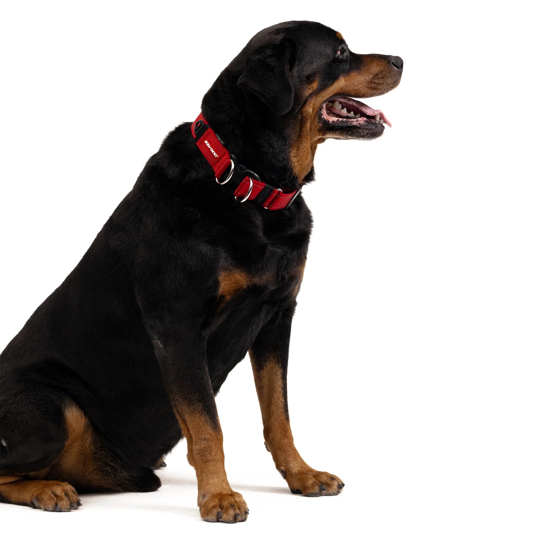 EzyDog Double Up Dog Collar