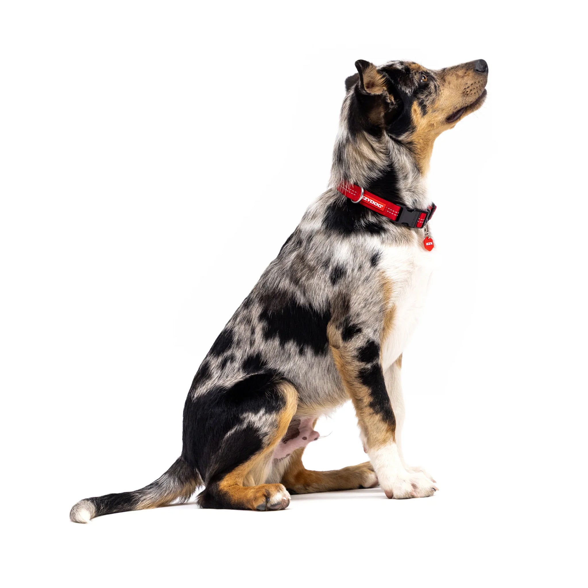EzyDog Essential Adjustable Dog Collar