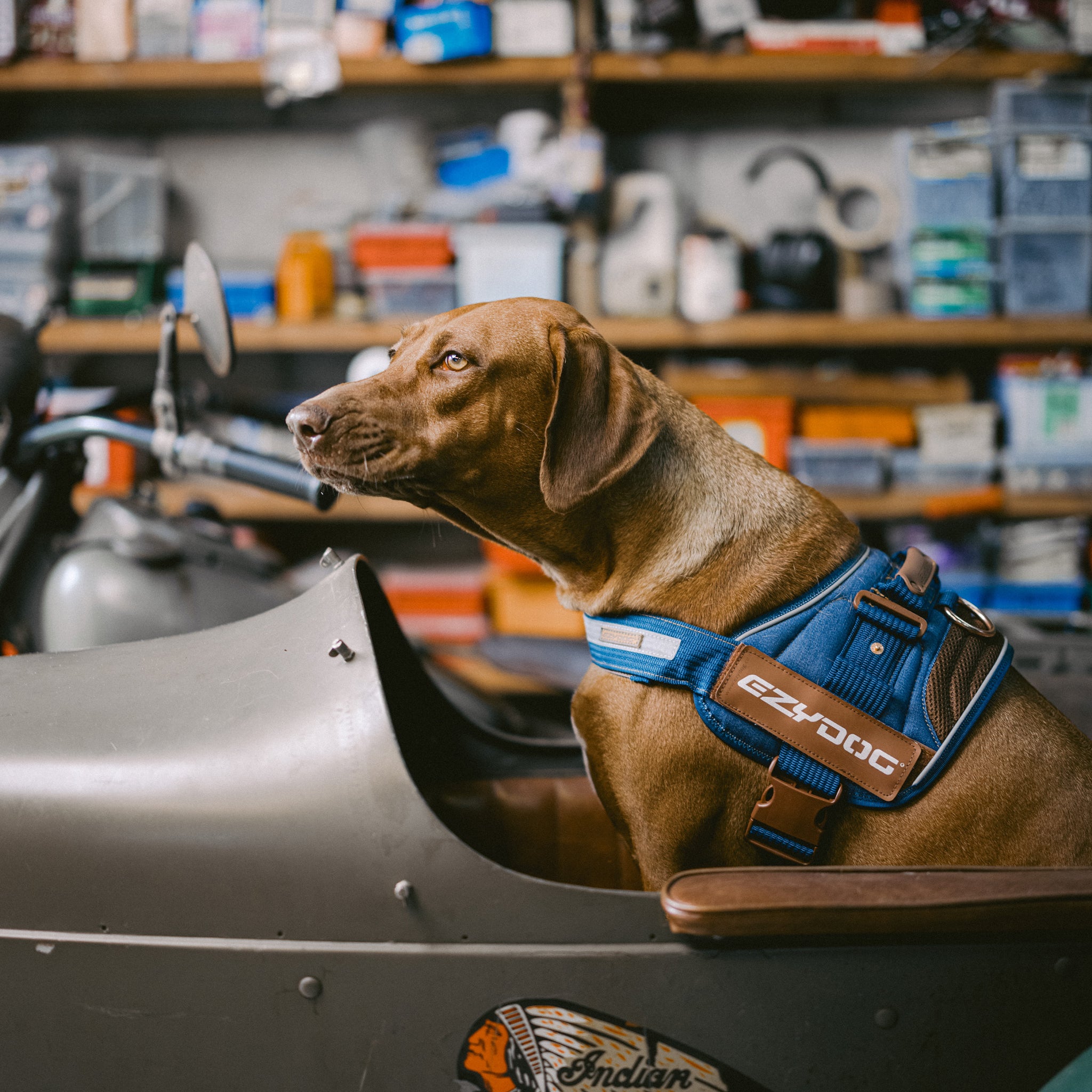 EzyDog Convert Dog Harness