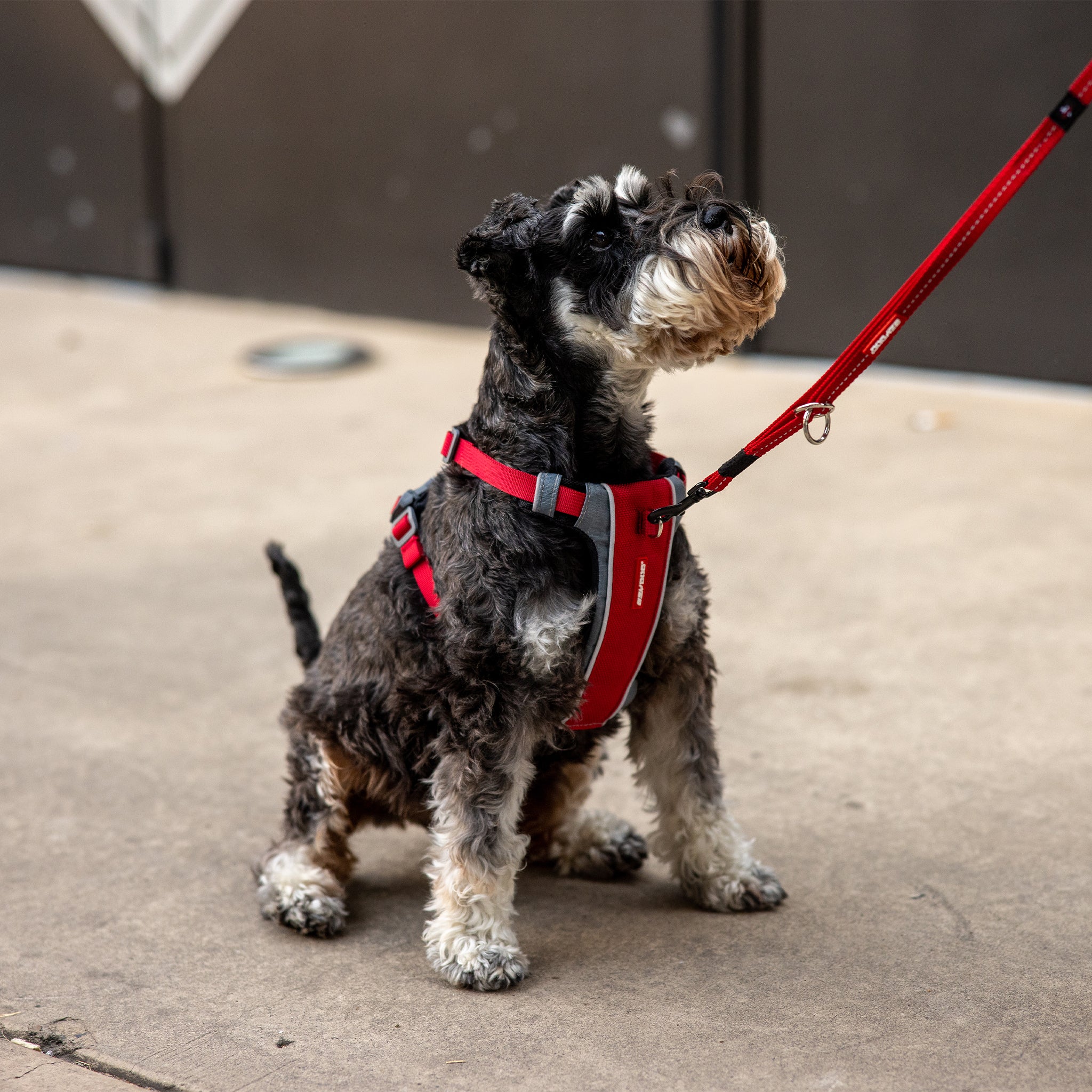 EzyDog X-Link Front Clip Dog Harness