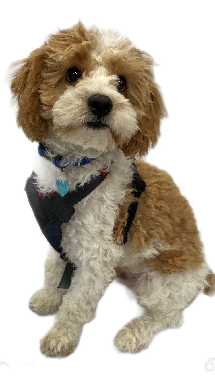 Black Dog Wear Y-Front Flyball Harness