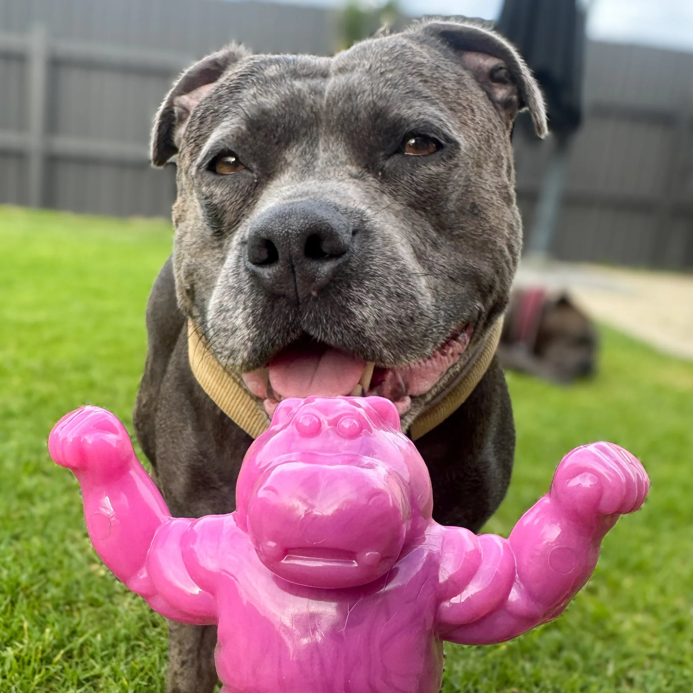 Happy Staffy Chomp-O-Potamus