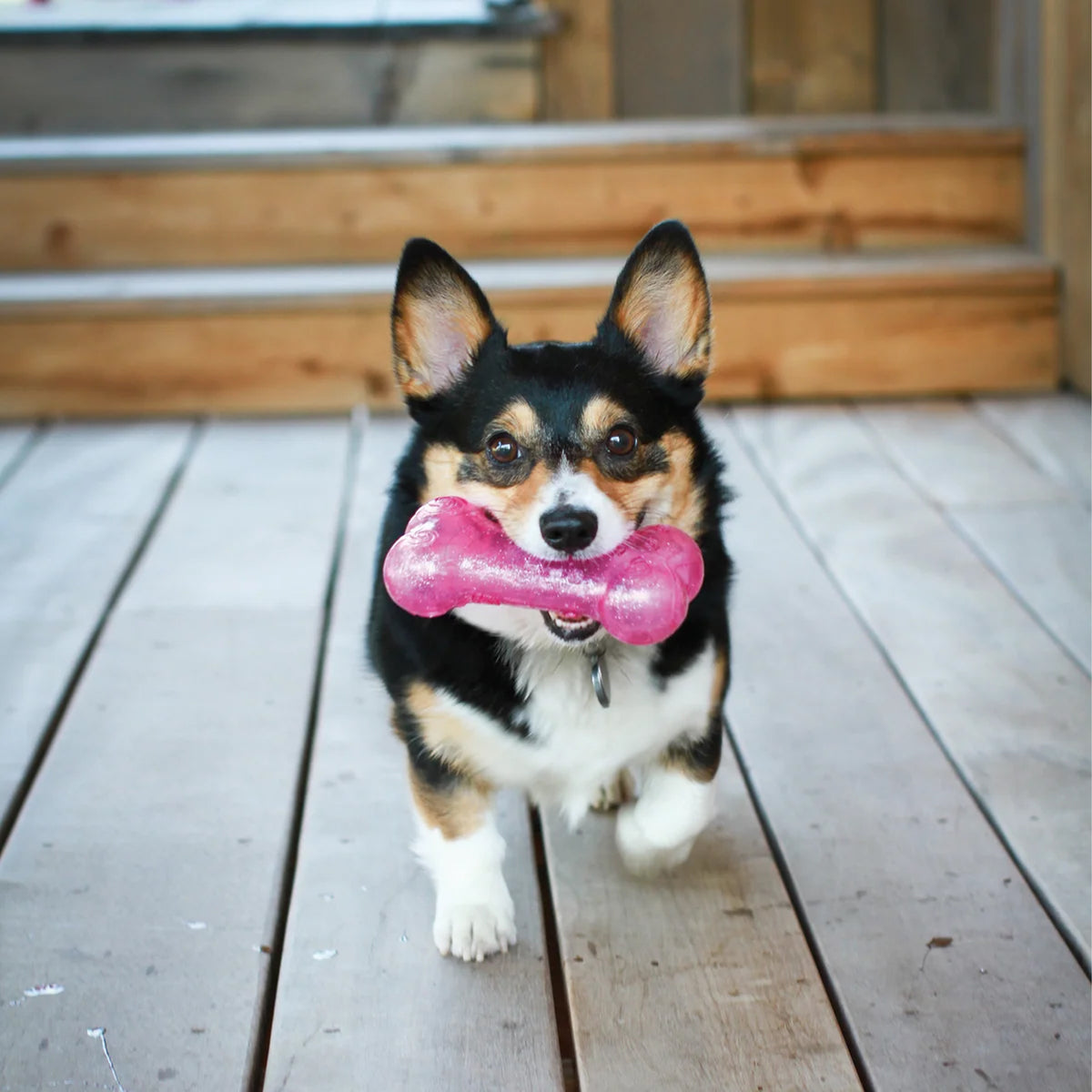 KONG Dog Squeeze Crackle Bone