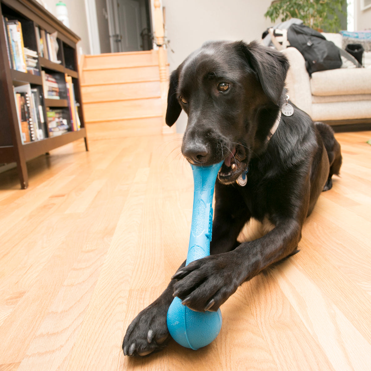 KONG Squeakstix xx