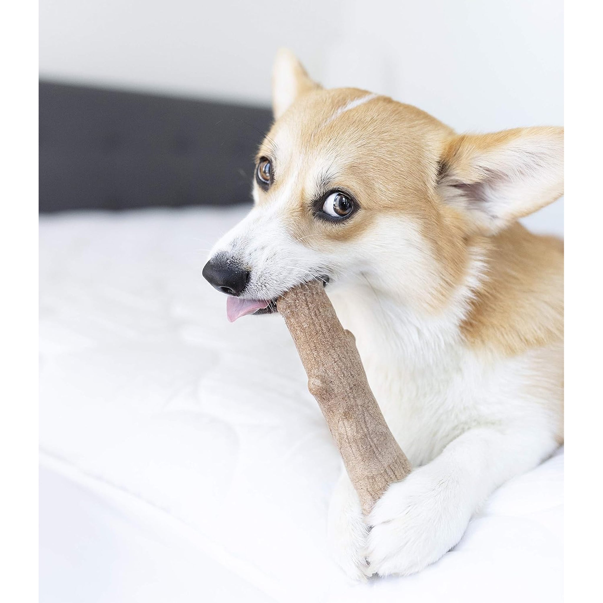 Petstages Dogwood Stick Chew Toy – Petit, Small, Medium & Large