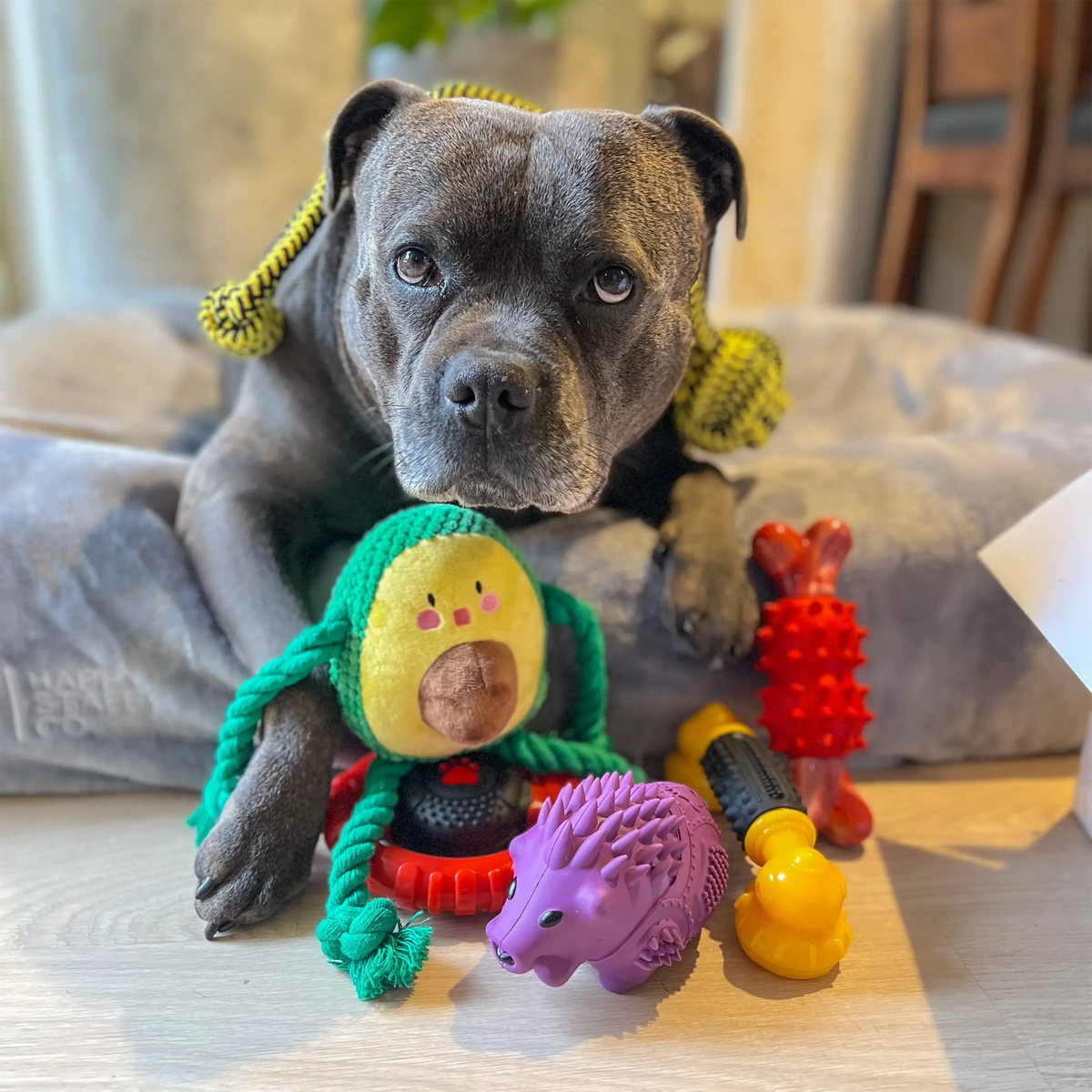 Happy Staffy Power Chew Phone