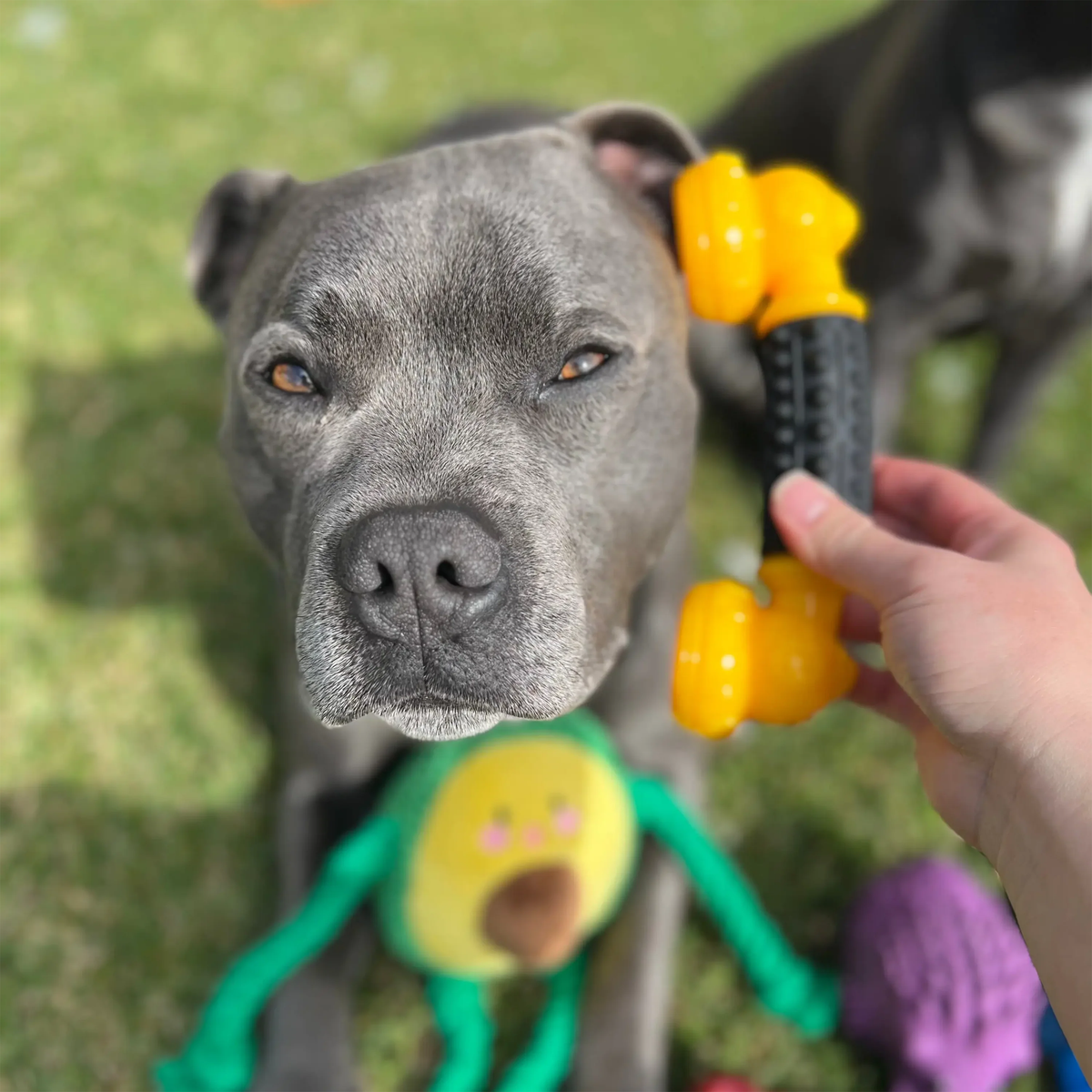 Happy Staffy Power Chew Phone