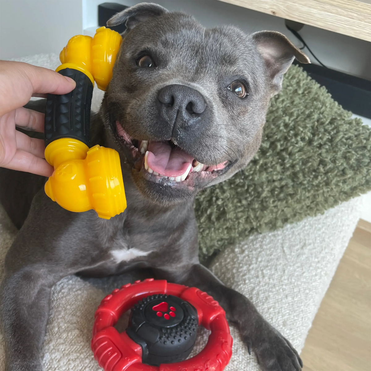 Happy Staffy Power Chew Phone