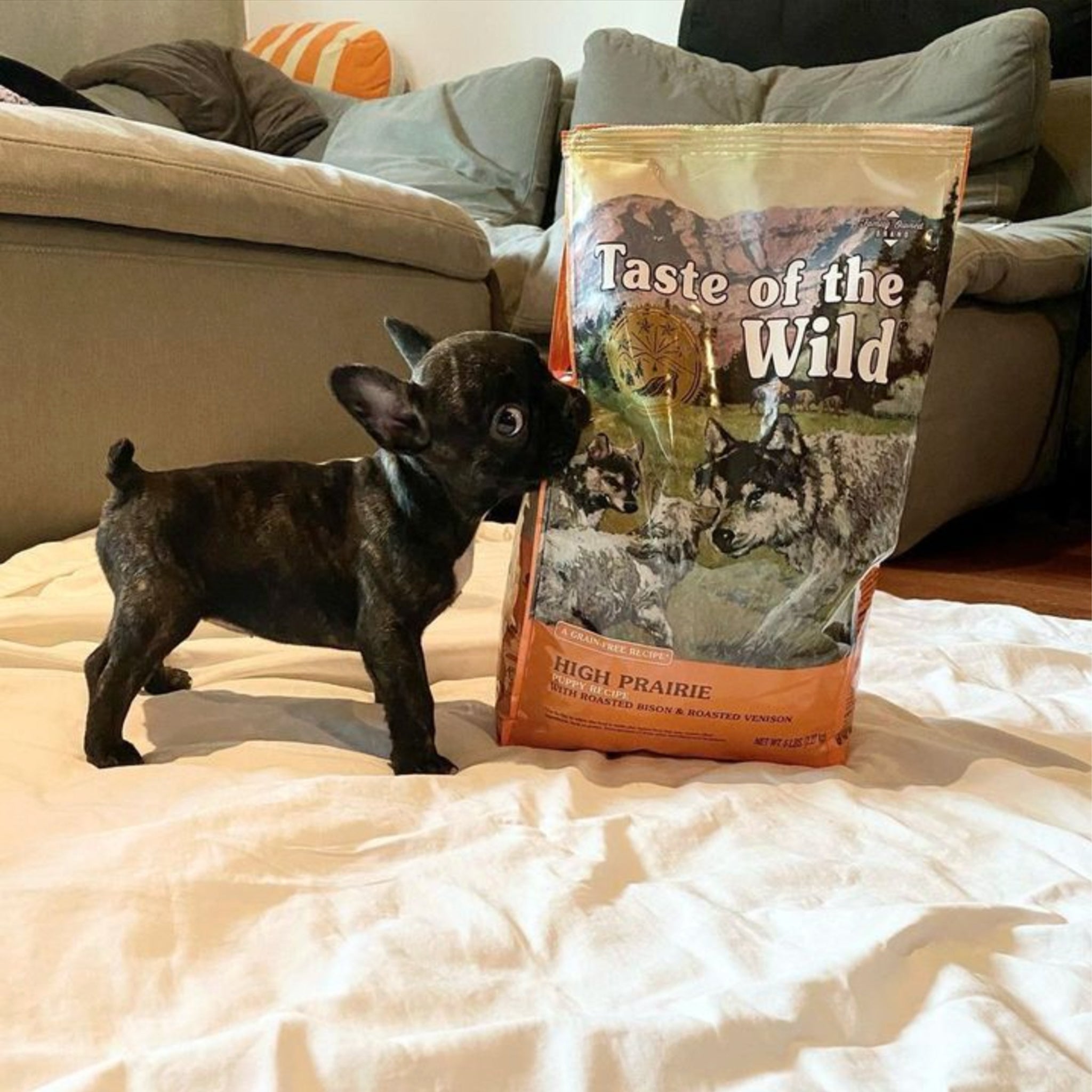 Taste Of The Wild Puppy Dry Dog Food High Prairie