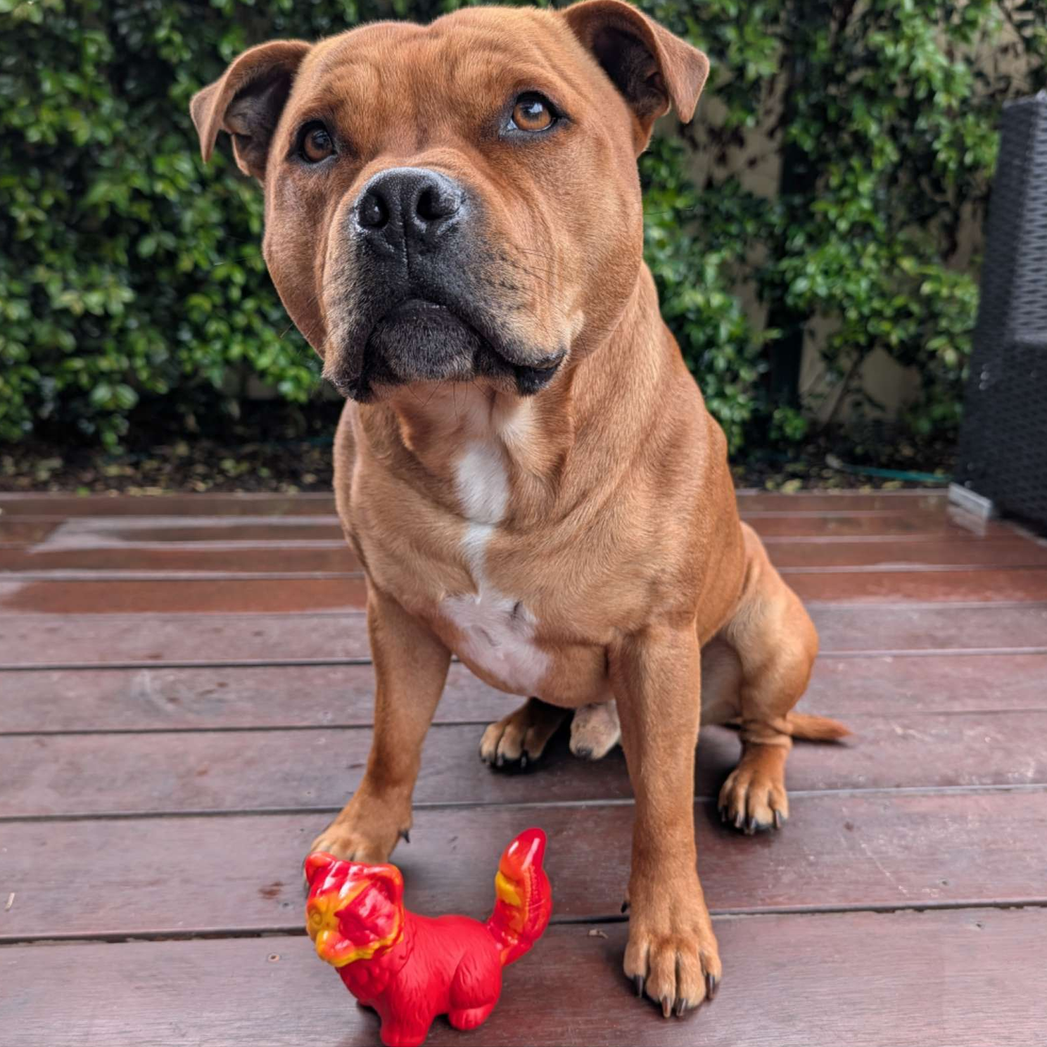 Happy Staffy Ravi The Red Panda