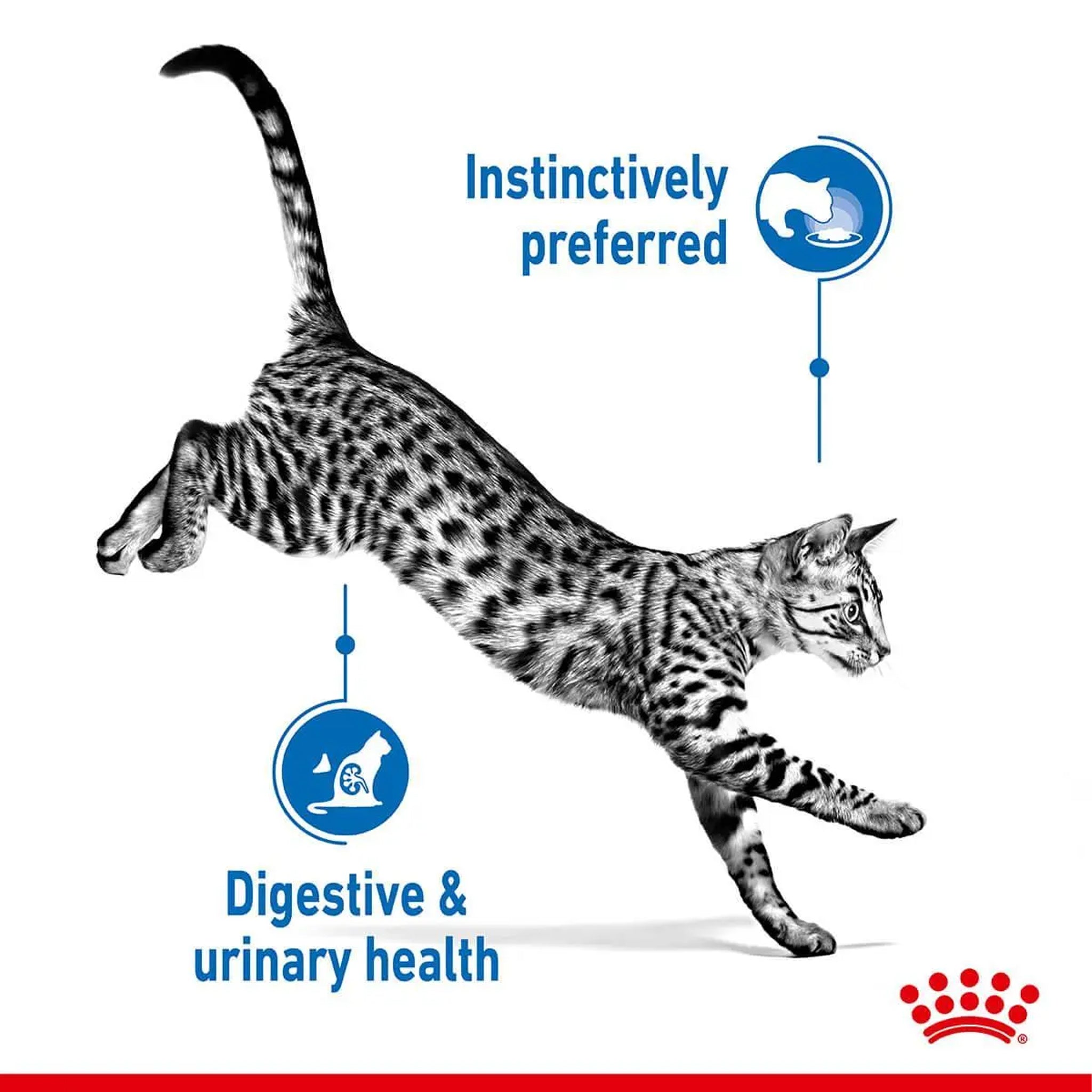 Royal Canin Cat Indoor Gravy 85gx12