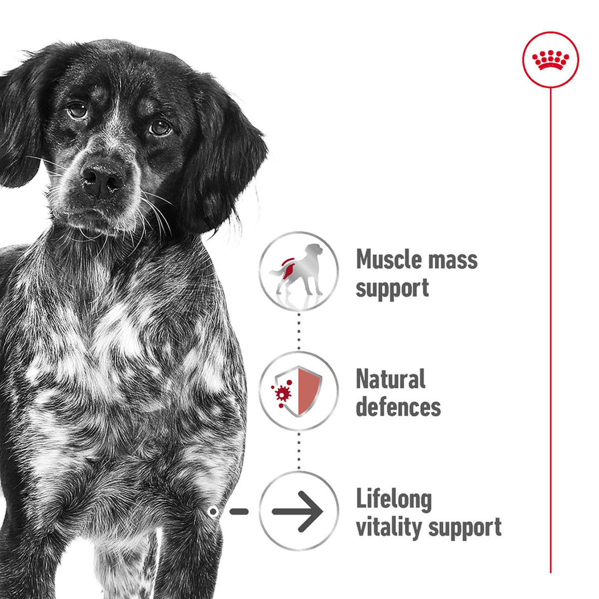 Royal Medium Ageing 7 Plus Loaf Wet Dog Food Can