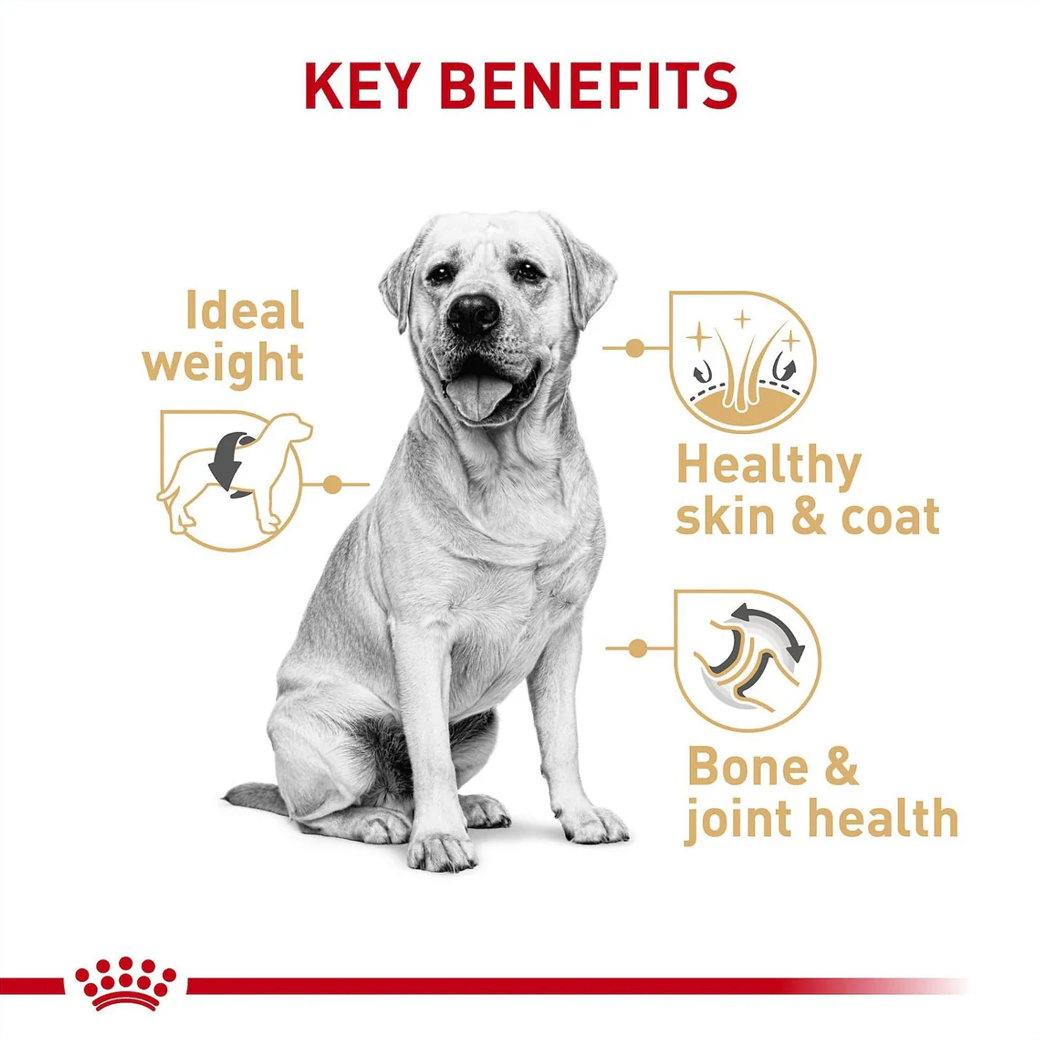 Royal Canin Dog Labrador