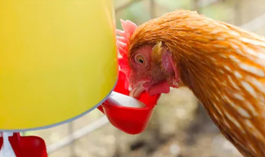 Bainbridge Chook Tower Drinker