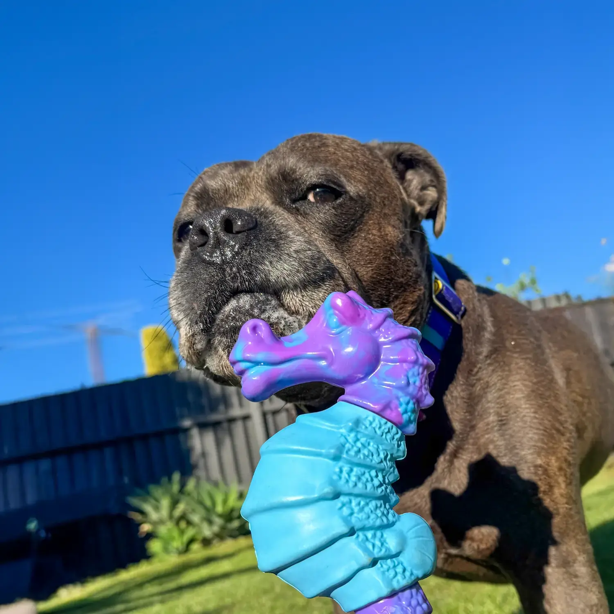 Happy Staffy Seahorse Splash