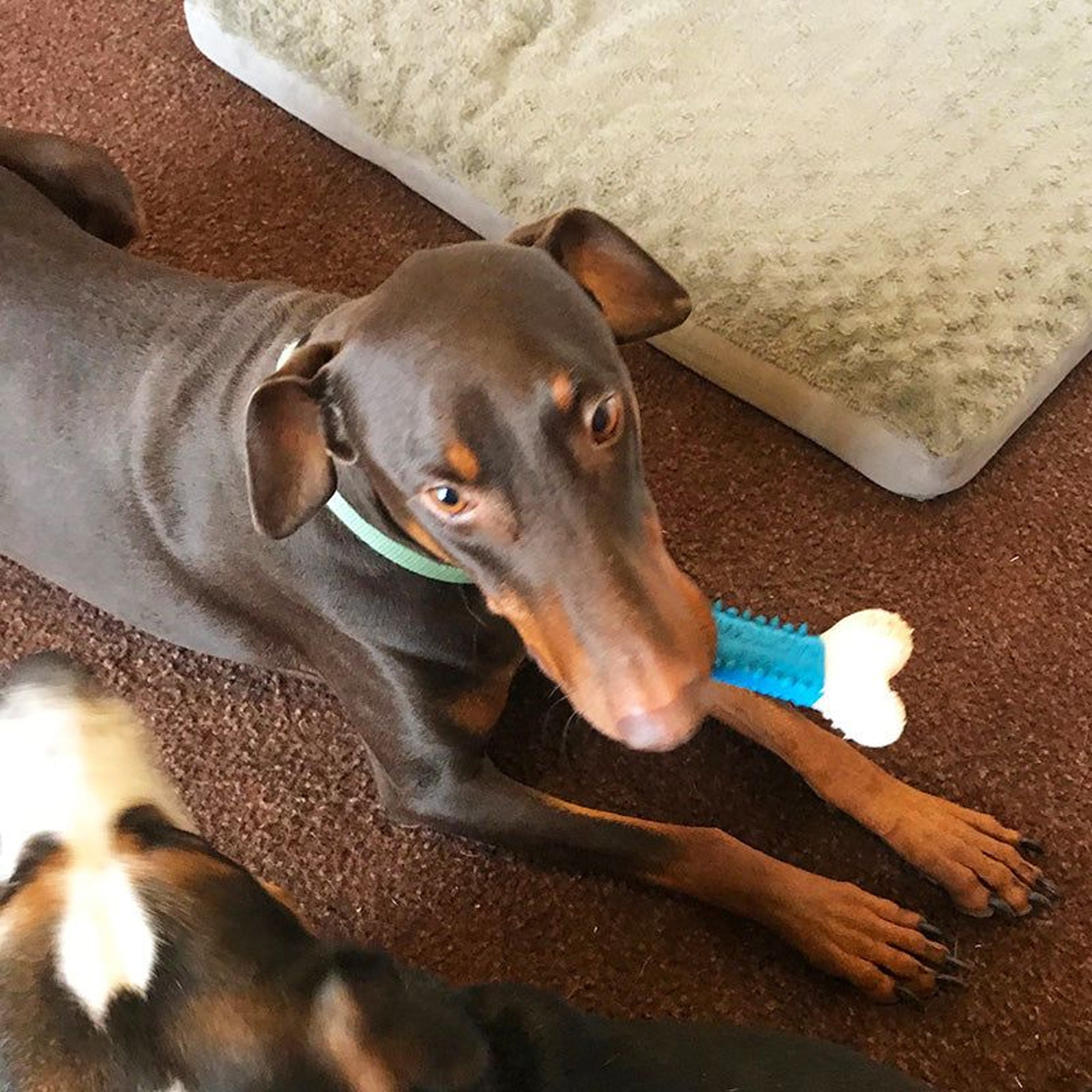 Sporn Ultimate Marrow Chew