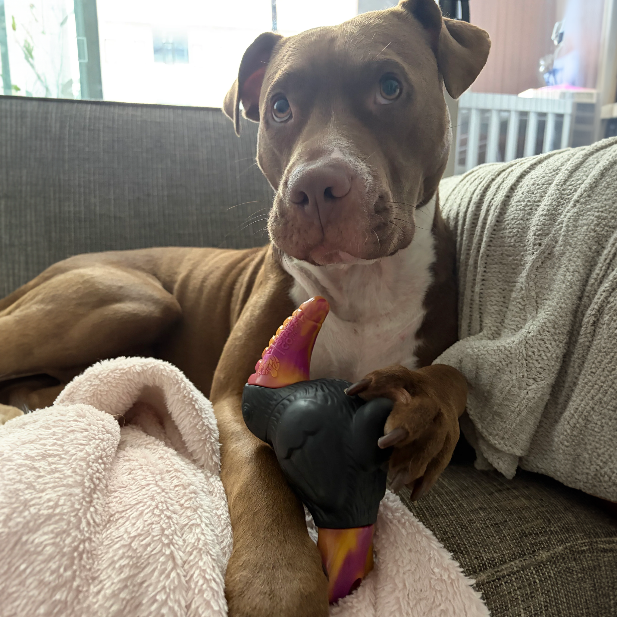 Happy Staffy Trevor The Toucan