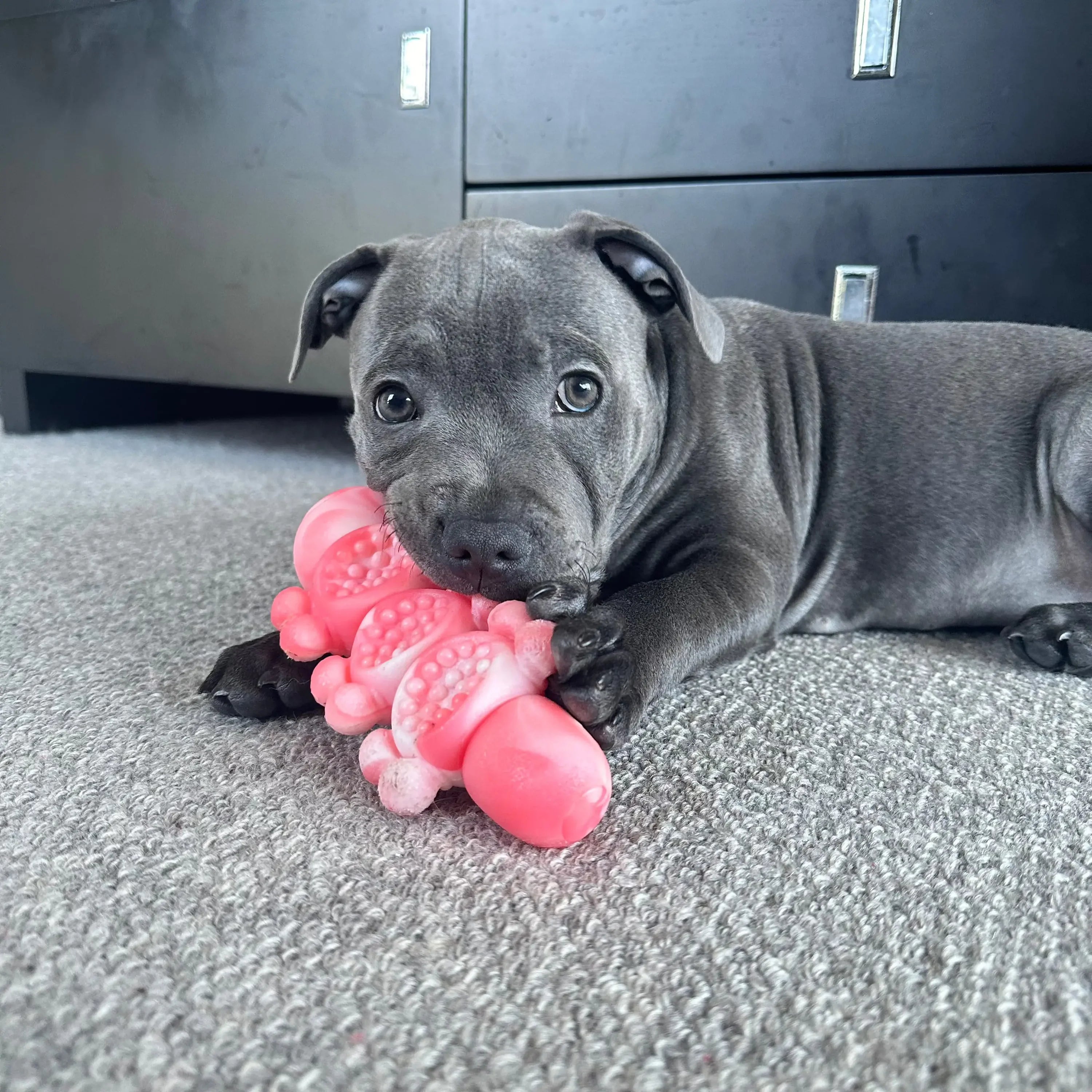 Happy Staffy Tough Wiggle Worm