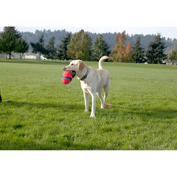 Chuckit! Fumble Fetch