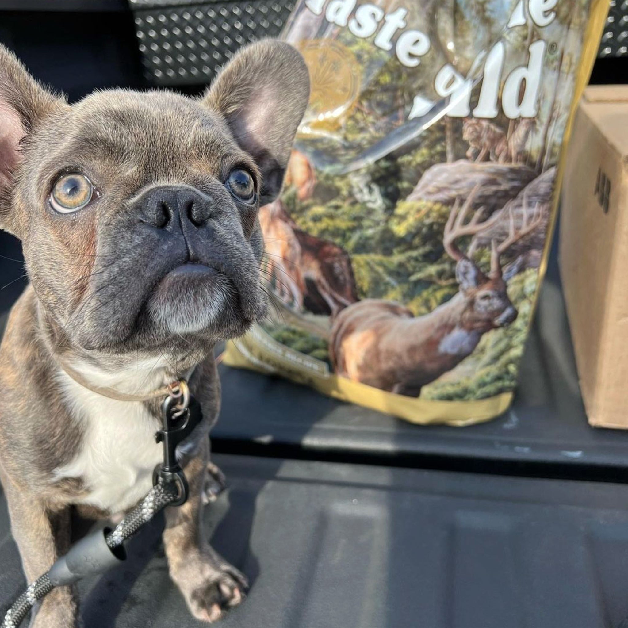 Taste Of The Wild Adult Dry Dog Food Pine Forest