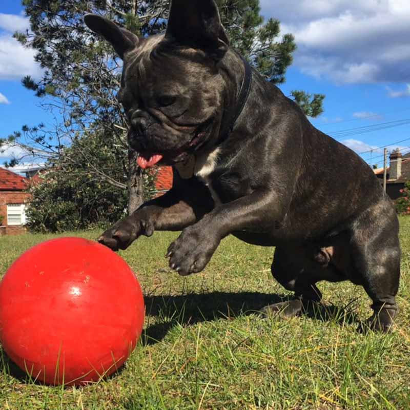 Aussie Dog Enduro Ball Medium