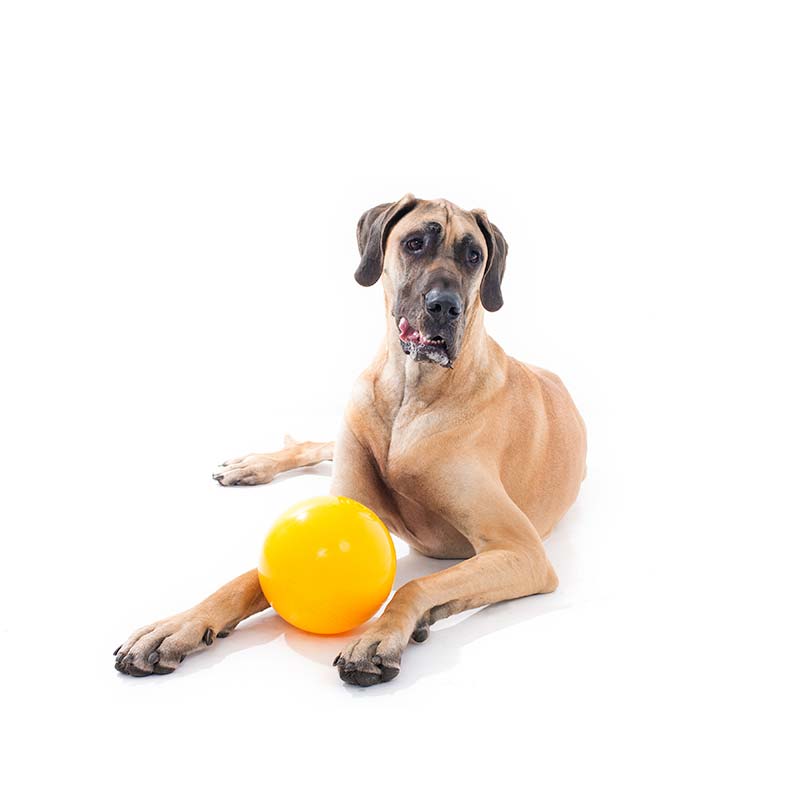 Aussie Dog Tucker Ball