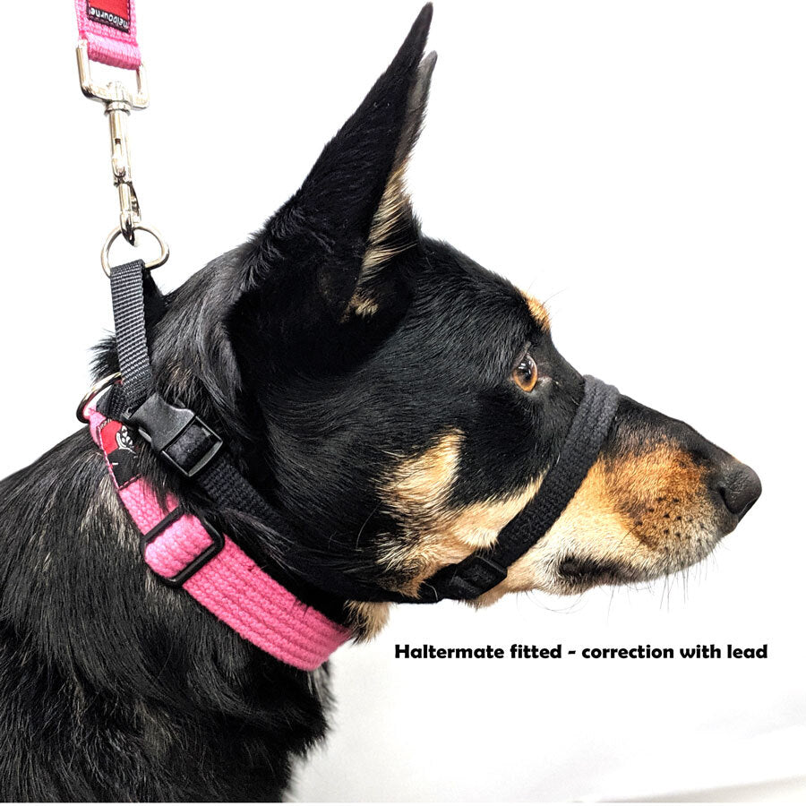 Black Dog Wear Haltermate