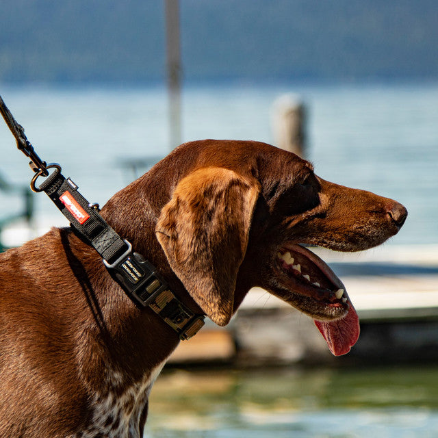 EzyDog Checkmate Martingale Dog Collar