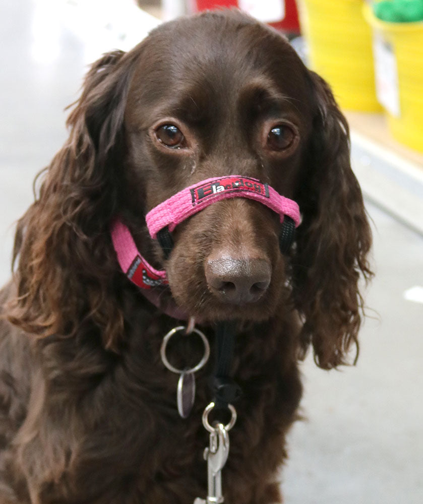 Black Dog Wear Training Halter