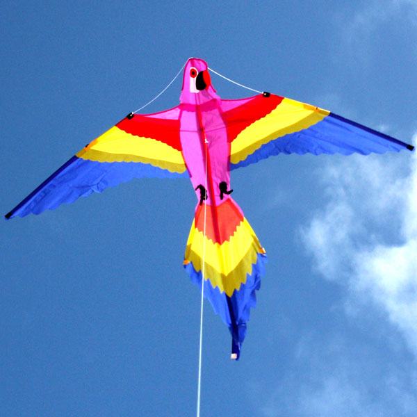 Kite - Lorikeet