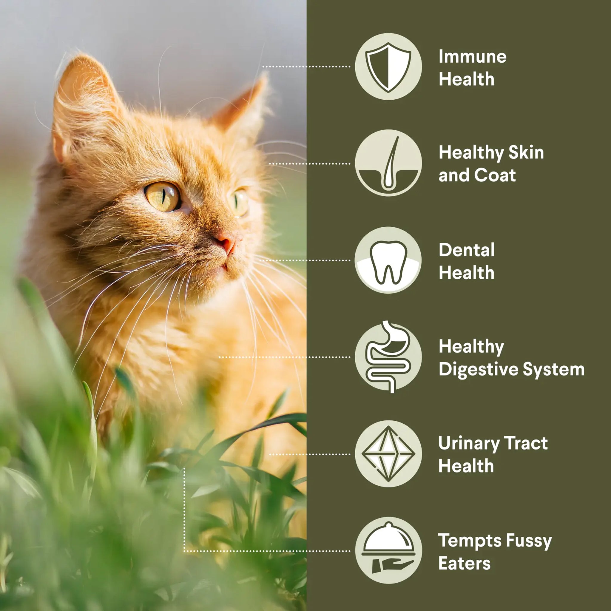 Advance Adult Dry Cat Food