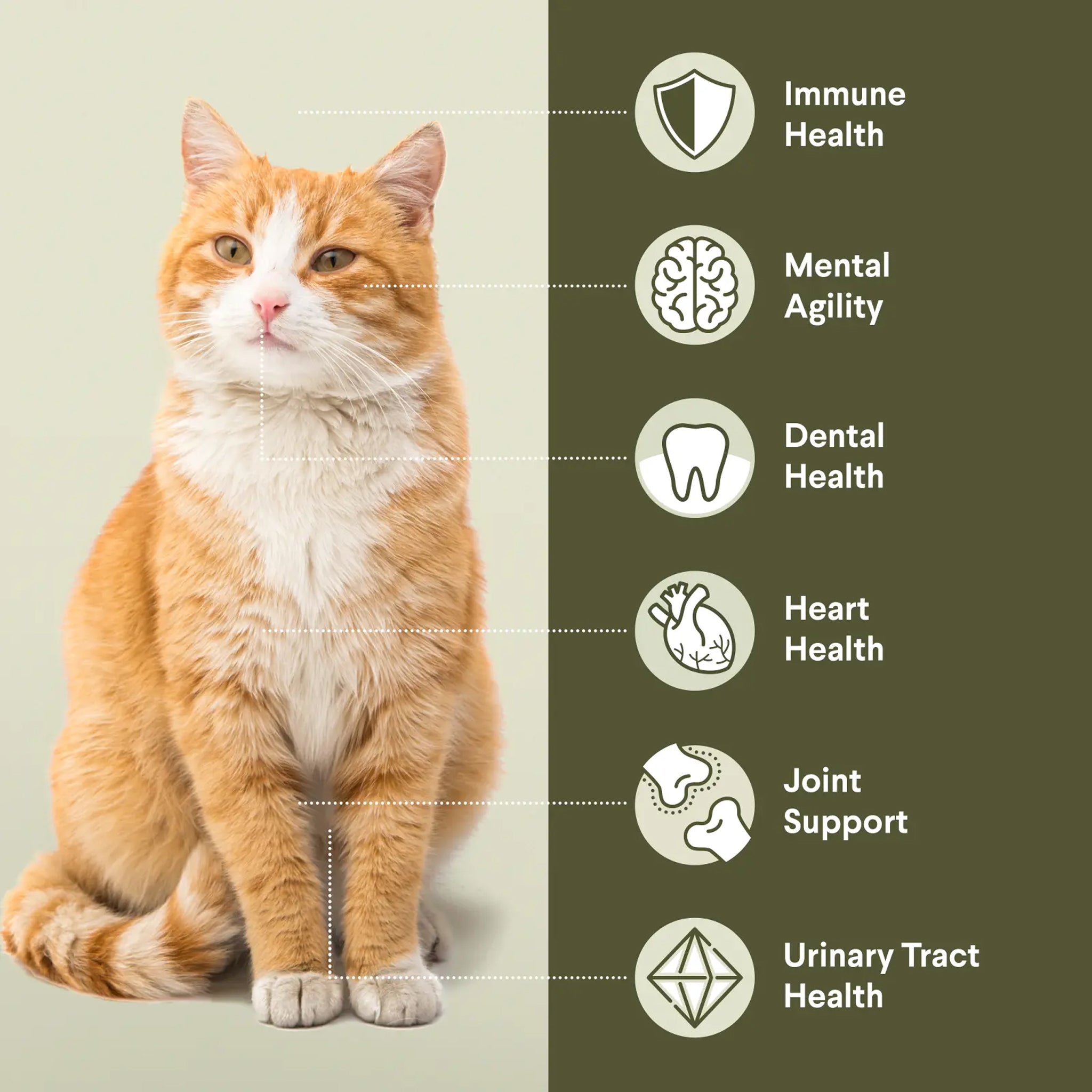 Advance Cat Adult Healthy Ageing Chicken