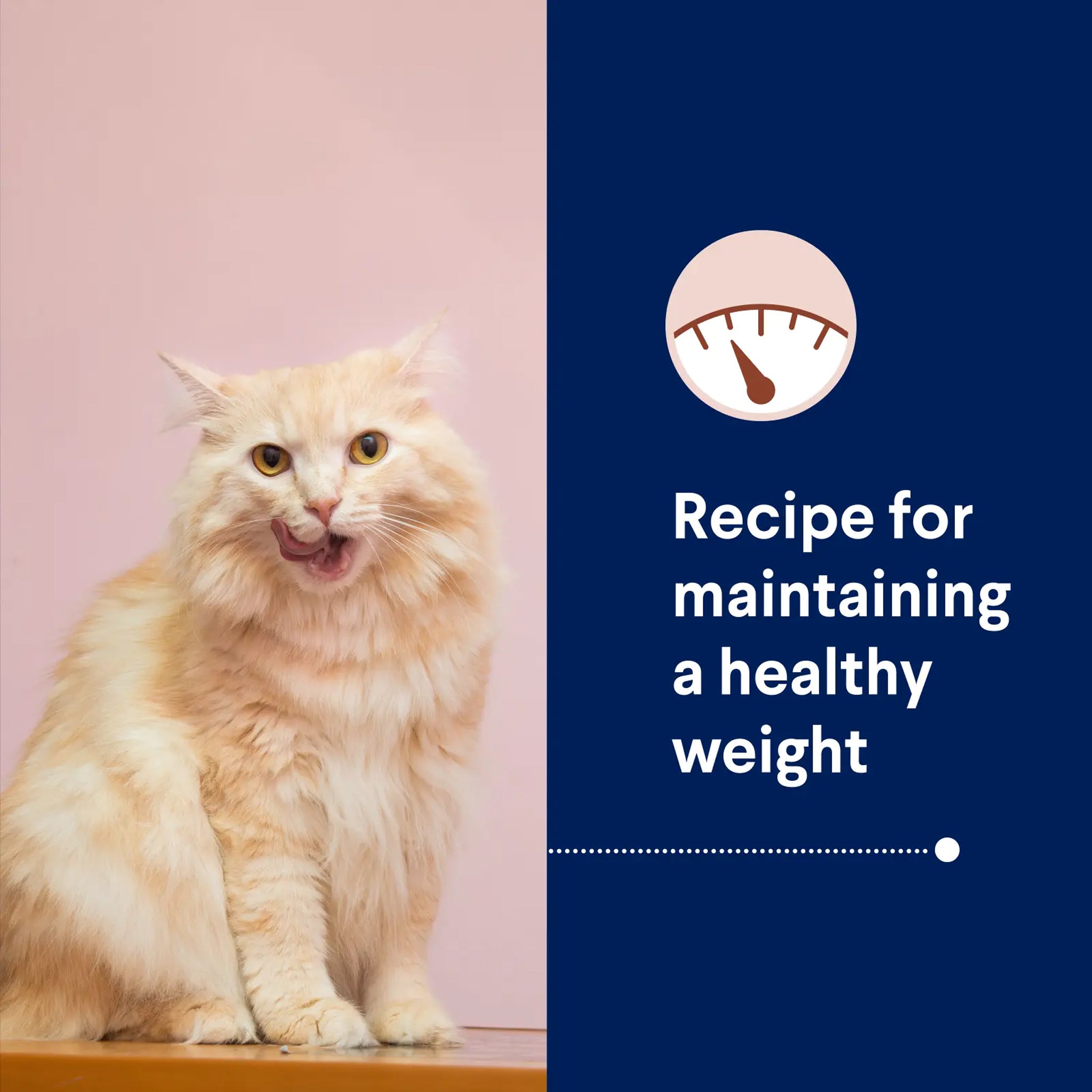 Advance Cat Adult Healthy Weight Chicken