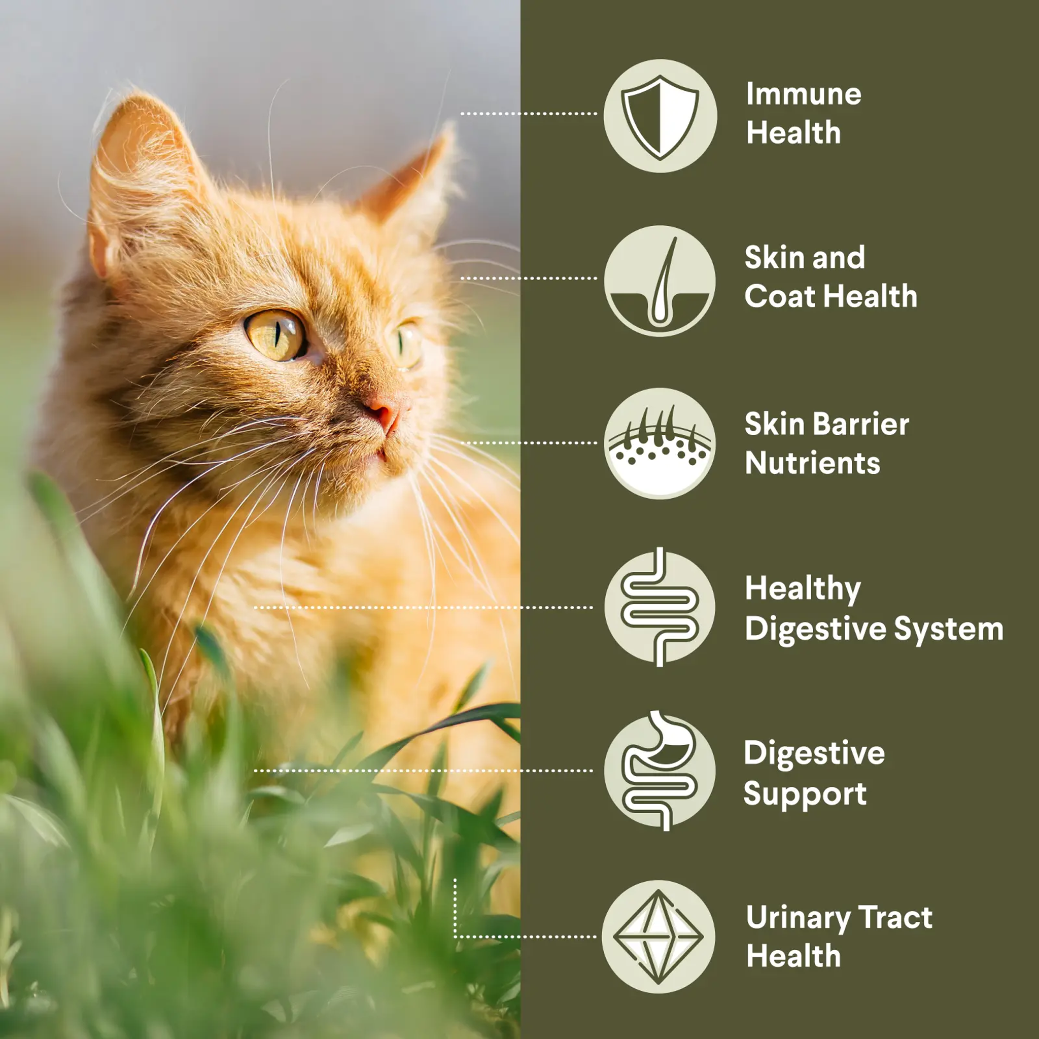 Advance Cat Adult Sensitive Skin & Digestion Turkey