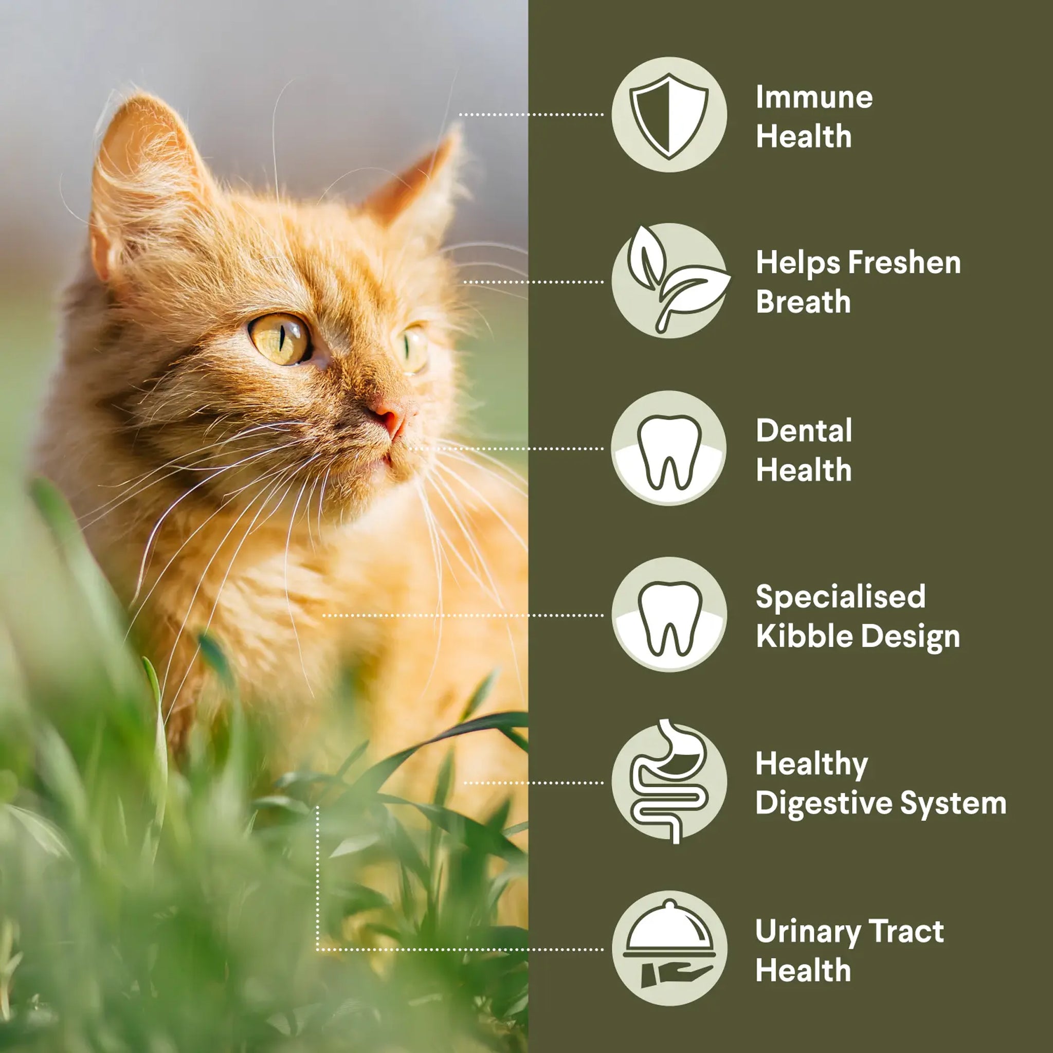 Advance Cat Adult Triple Action Dental Chicken