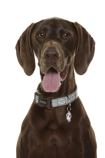DOOG Neoprene Dog Collar