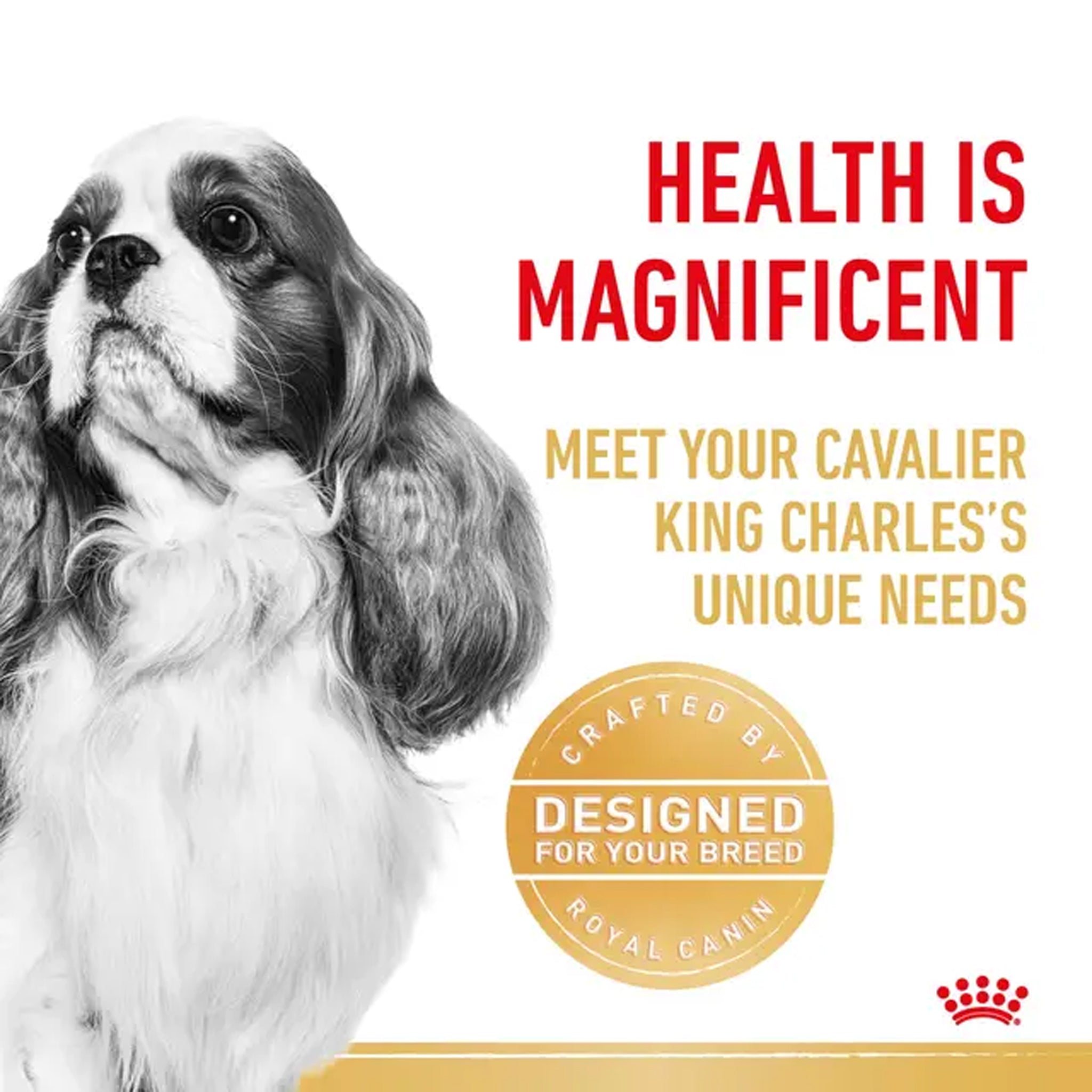 Royal Canin Dog Cavalier